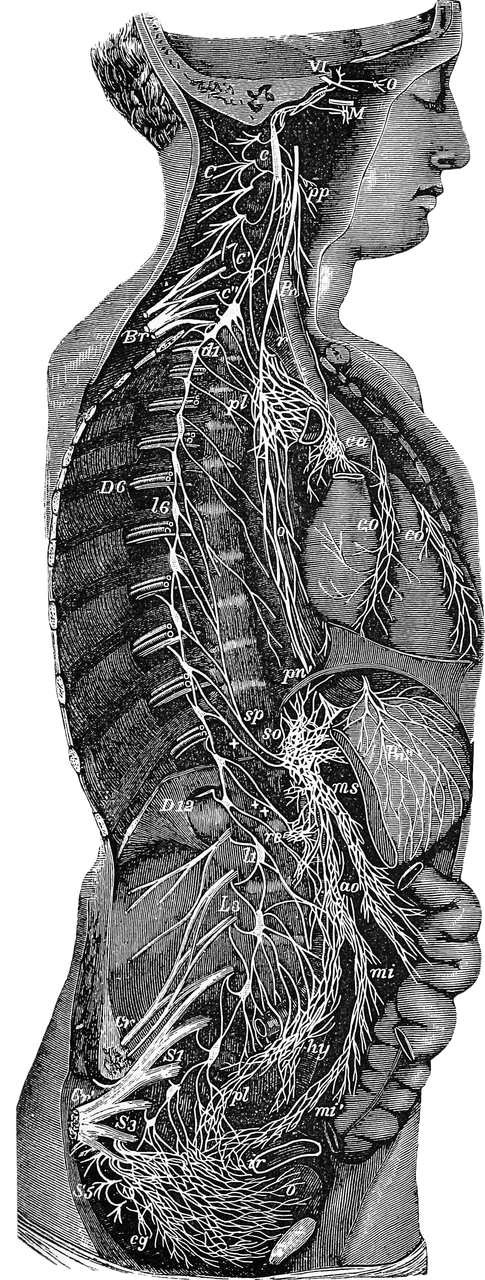 Sympathetic Nervous System